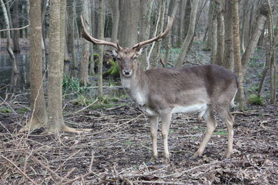 Deer in a forest