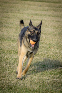 Portrait of a dog running on field