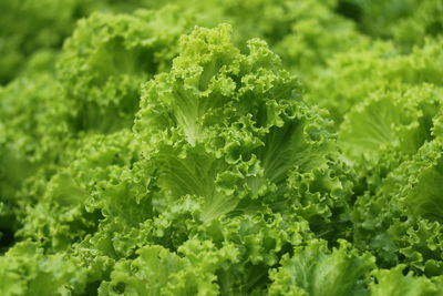 Close-up of fresh green plants