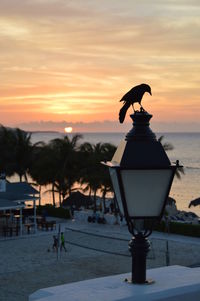 Bird on beach during sunset