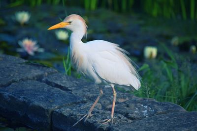 Close-up of bird perching on rock