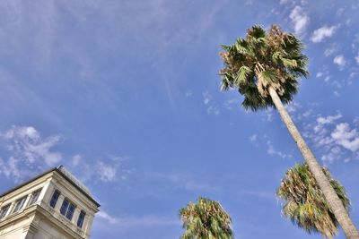 Low angle view of coconut palm tree against blue sky