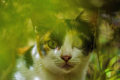 cat