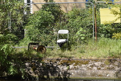 Cow in park