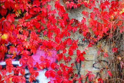 Full frame shot of red flowering plant