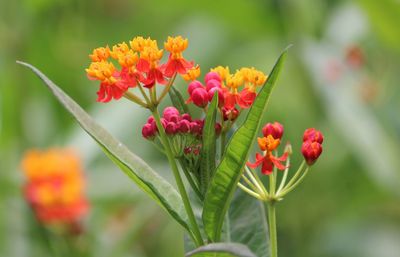 Close-up of flowers