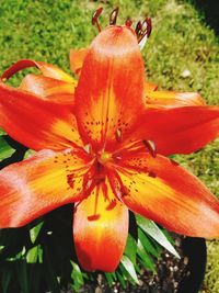 Close-up of orange lily