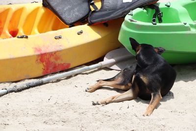 Dog lying down on the land
