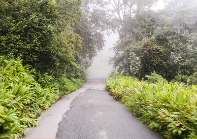 Road passing through forest