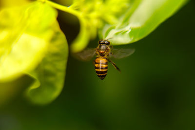 Close-up of bee on leaf