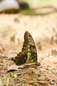 Close-up of butterfly on rock