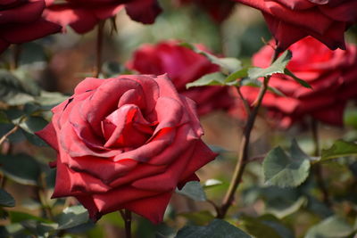 Close-up of rose blooming outdoors