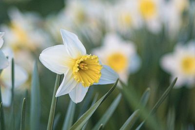 Close-up of white daffodil