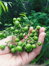Close-up of hand holding fruit