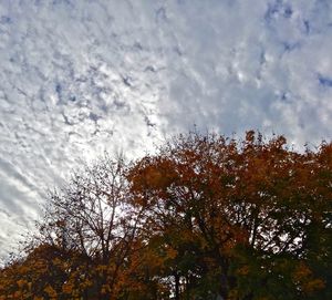 Low angle view of trees against cloudy sky