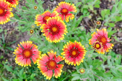 Vivid red and yellow gaillardia flowers, common name blanket flower, and leaves in a garden