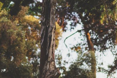 Low angle view of tree in forest