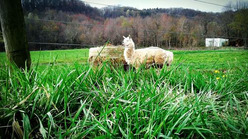 Sheep grazing on field