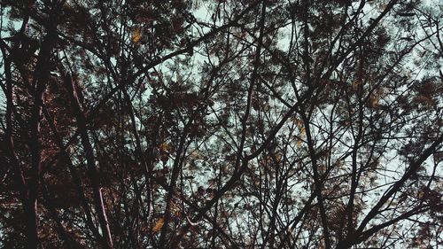 Low angle view of trees in forest against sky