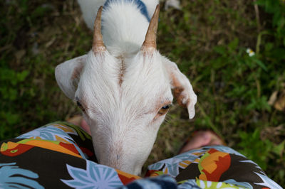 Low section of person by goat on field