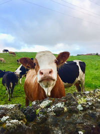 Portrait of cow on field