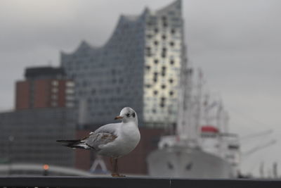 Low angle view of seagull