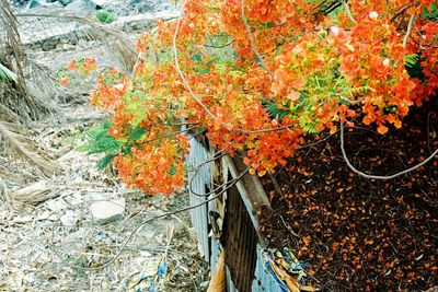 Close-up of flowers in autumn