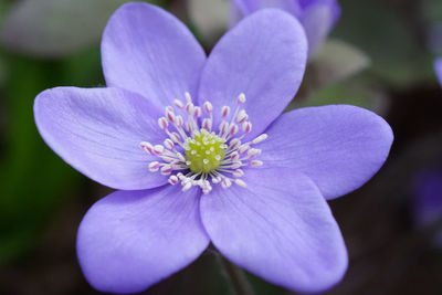 Close-up of purple crocus flower