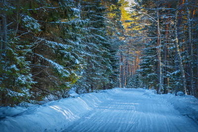 Snow covered trees in forest