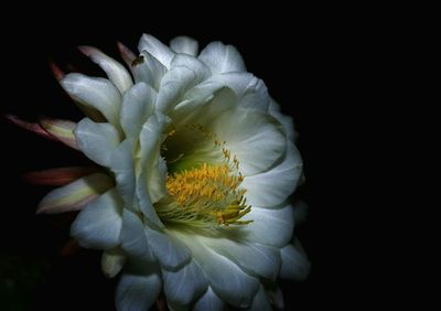 Close-up of fresh flower blooming against black background