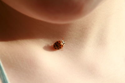 Midsection of person with ladybug on body