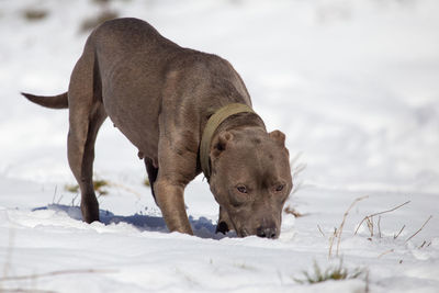 Dog standing on snow covered land