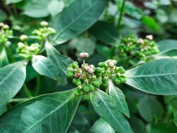 Close-up of berries growing on plant