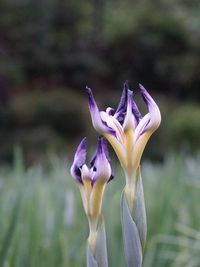 Close-up of purple flowering plant