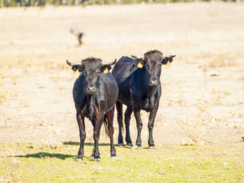 Portrait of cow on field