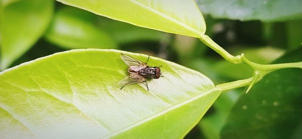 Close-up of fly on leaf
