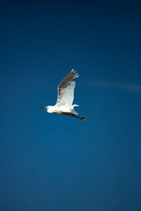 Low angle view of bird flying against clear blue sky