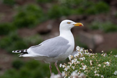 Close-up of seagull perching on a plant