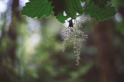 Close-up of snow on twig