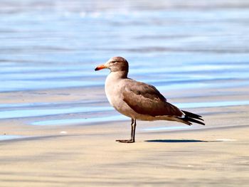 Seagull perching on a beach