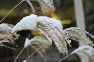 Close-up of frozen frost