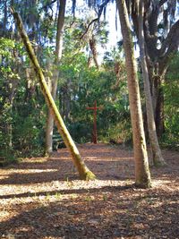 Footpath in forest