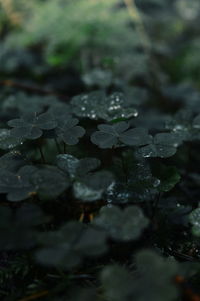 Close-up of water drops on plant