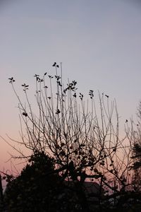 Low angle view of silhouette birds on tree against sky