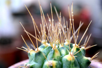 Close-up of cactus plant