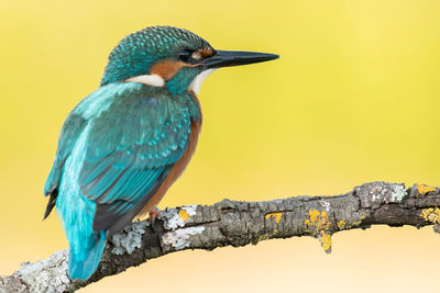 Bird perching on a tree