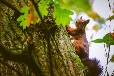 Low angle view of squirrel on tree