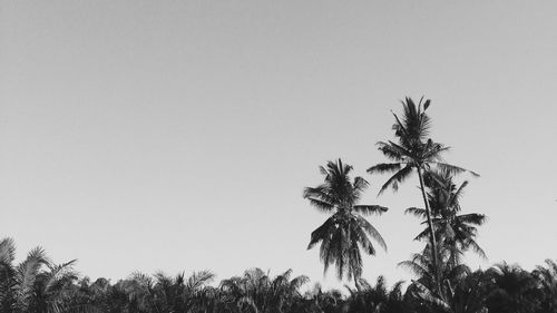 Low angle view of palm trees against clear sky