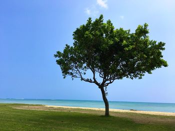 Tree by sea against clear sky