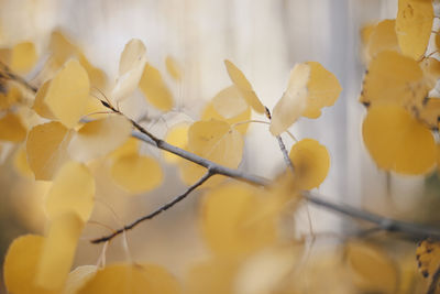 Close-up of yellow leaf during fall 